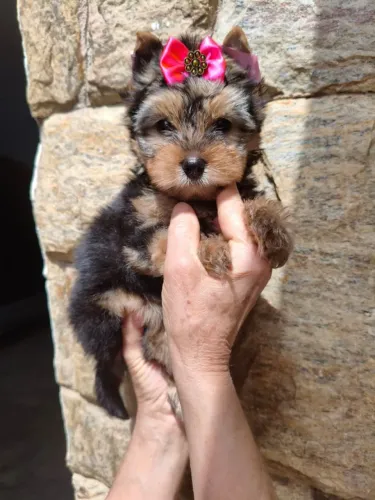 Filhote de Yorkshire super fofo - chama no chat pra saber mais!