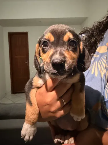 Cachorrinhos para doação