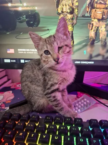 Gata tigrada para adoção 