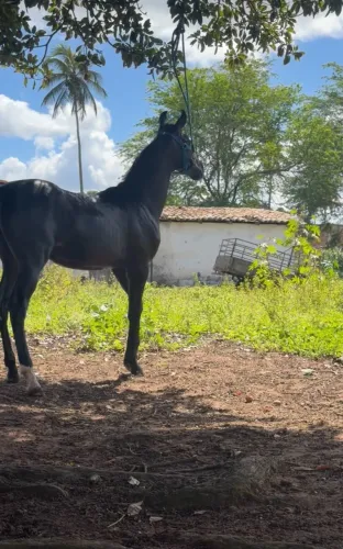 Potro Preto À Venda - Excelente Genética mangalarga