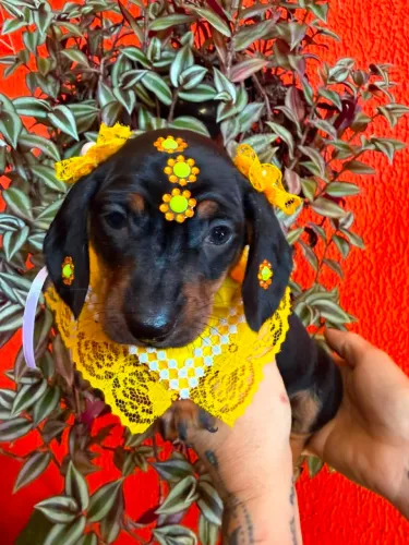 Basset dachshund anão filhotes