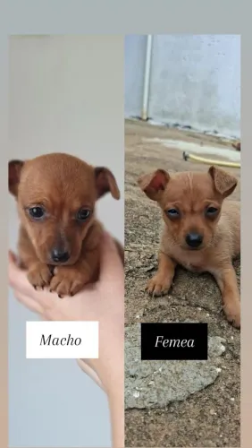 Vendo casal de pinscher