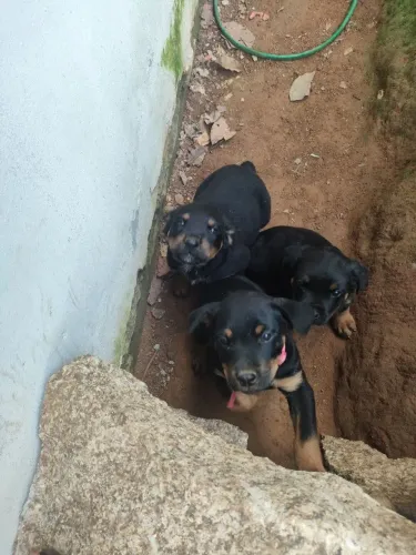 Filhote de Rottweiler macho