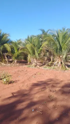 ? Chácara de 7 hectare, em Rio Verde/MS