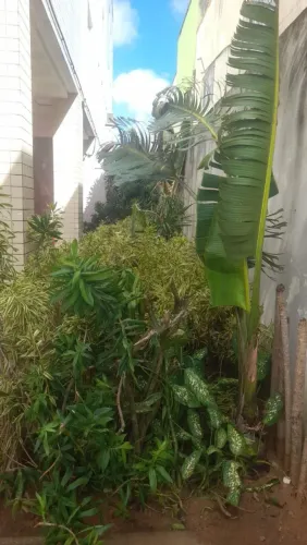 Estou vendendo todas as plantas do condomínio e vários jarros de cimento e de plástico 