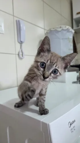 gatinho de 70 dias disponível para adoção, fiv e felv negativos