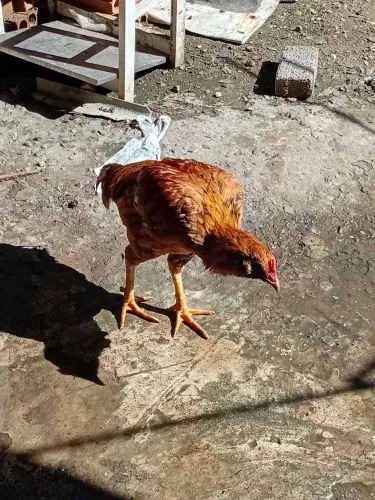 Galo adulto caipira