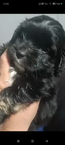 Filhote de lhasa apso fêmea