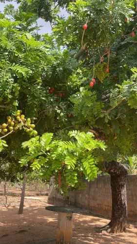Casa com terreno fértil para pés de frutas