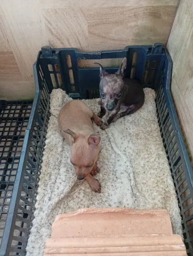 Pinscher Micro