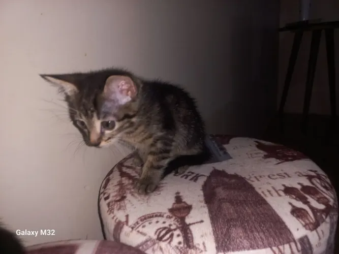Doação de gatinhos macho e fêmea