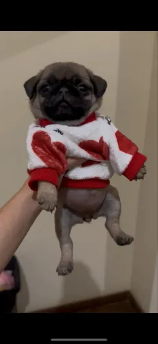Pug fêmea 100% legítima linhagem top 
