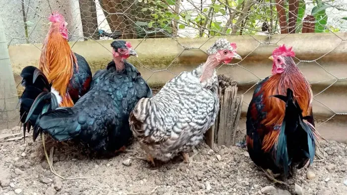 Galinha garnizé - machos, fêmeas
