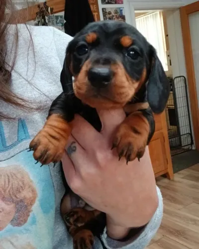 Filhotes dachshund/teckel/basset/salsicha/cofap linhagem selecionada
