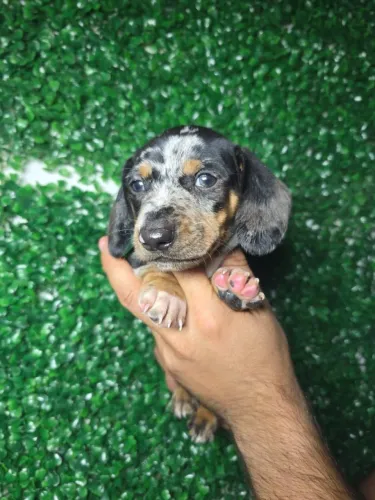 Dachshund perfeito para sua família