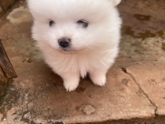 Spitz alemão anao