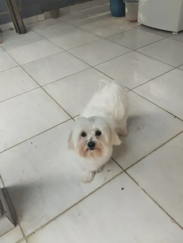 Doa-se maltês fêmea - Lilly