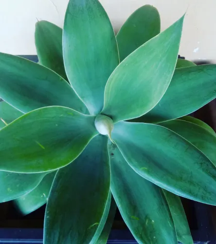 Mudas de agave dragão 