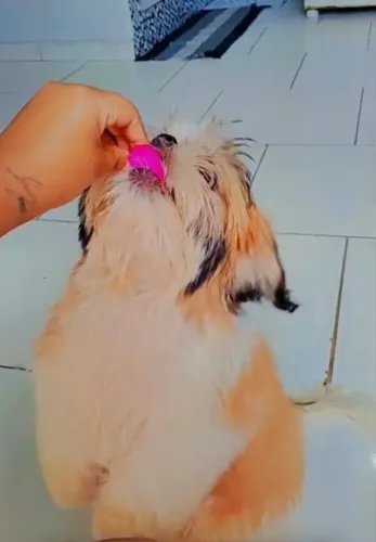 Shih Tzu 