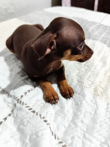Pinscher fêmea 