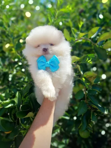 LULU DA POMERANIA/ SPITZ ALEMÃO ANÃO