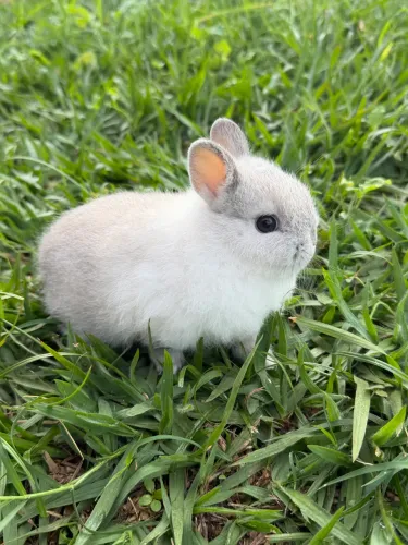Mini coelho, Netherland