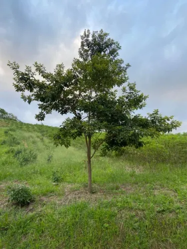 Ipê Amarelo Adulto - 4 Metros (Canelinha)