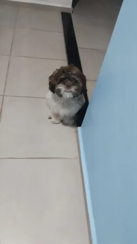 Procuro namorada Shitzu