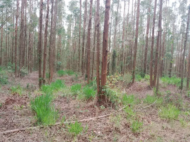 Fazenda de Eucaliptos com as terras, 210 alq com 115 alq Eucaliptos 6 anos R$:52 milhões.