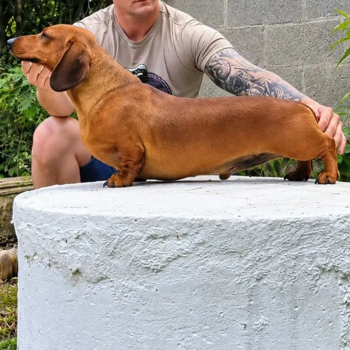 DACHSHUND PEDIGREE CBKC