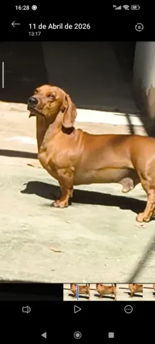 Procuro namorada (Dachshund).