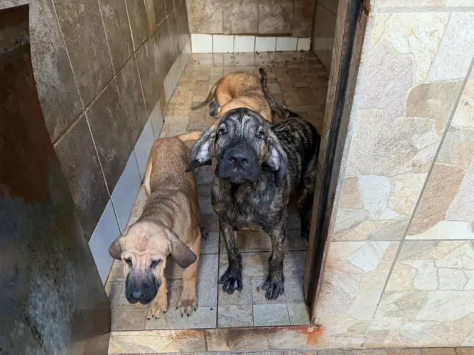 Filhote De Fila Brasileiro