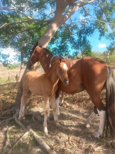 Vendo Égua Pampa parida