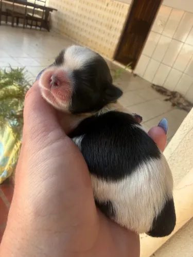 Shih tzu femea