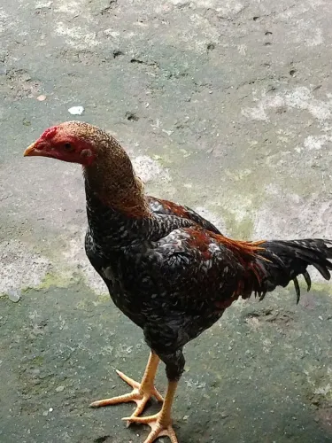 Vendo frango índio 