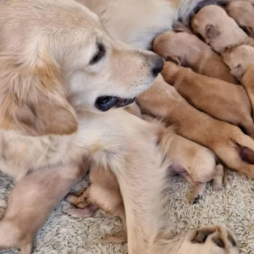 Filhotes de Golden retrievier pra  agosto 