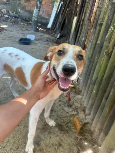 Cachorro para adoção responsável 