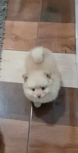 Lulu da Pomerânia macho