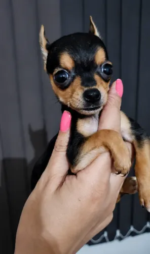 Pinscher fêmea 0