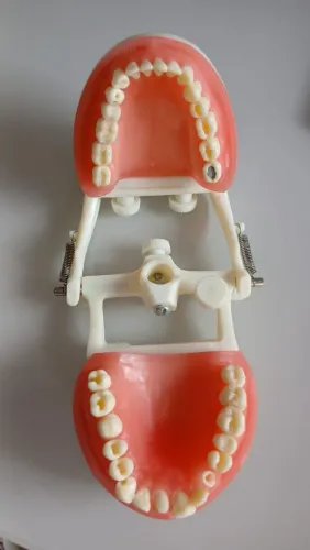 Modelo dentário estudante odontologia
