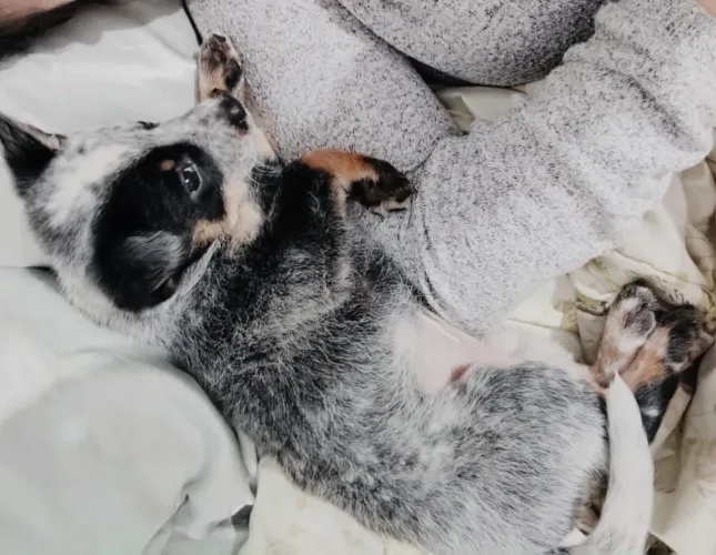 Vende-se cachorro boiadeiro australiano blue heeler fêmea filhote