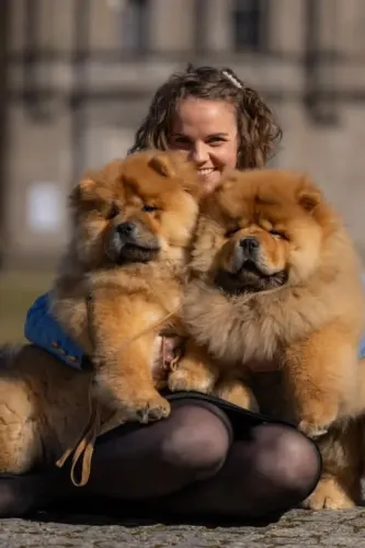 Bebês peludo Chow Chow parcelo até 18x ou até 21x