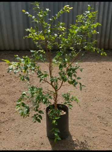 JABUTICABEIRA HÍBRIDA , ótima para quintal, varanda, sítio e área gourmet.