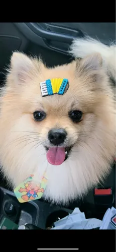 Não é doação. Só vendo a quem já tiver outro cachorro.