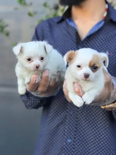 chihuahua pelo longo, curto, chocolatee cores exoticas, machos e fêmeas