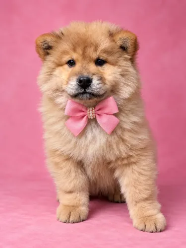 Chow Chow fêmea porte médio venha adquirir essa belezinha