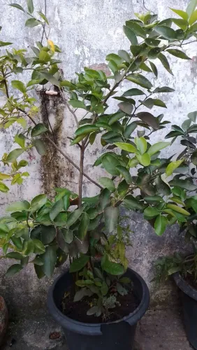 Plantas