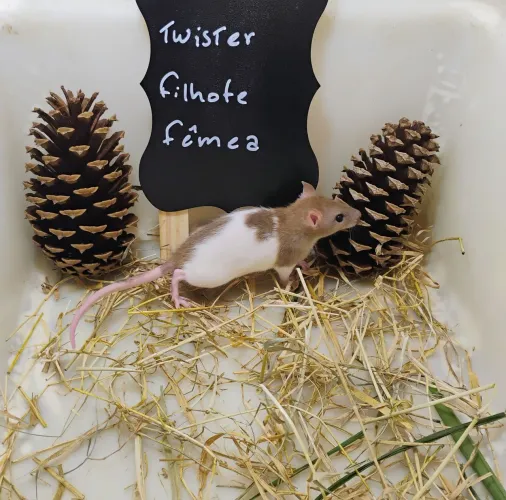 Filhotes de Twister/ Mercol