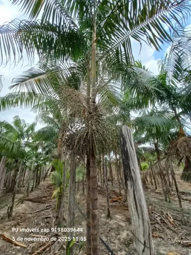 sitio no km 42 de Curuça, com 23 hectares ,tem casa sede de alvenaria toda avarandada, aça