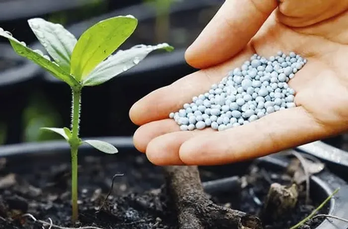 Engenheiro Agrônomo